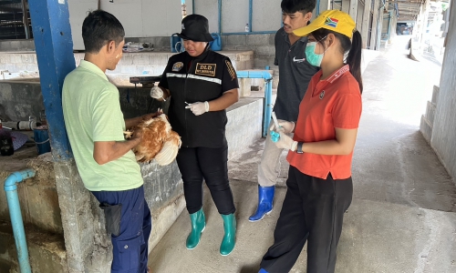 วันที่ ๓๐ เมษายน ๒๕๖๗ โครงการเฝ้าระวังโรคไข้หวัดนกในไก่ไข่เชิงรุกแบบบูรณาการของประเทศไทย ครั้งที่ ๓/๒๕๖๗ “”  