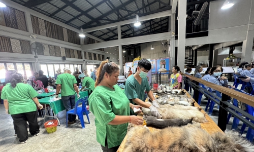 วันที่ 28 มีนาคม 2567 โครงการควบคุมประชากรสัตว์ (ผ่าตัดทำหมันสุนัขและแมว)  ภายใต้โครงการสัตว์ปลอดโรค คนปลอดภัย จากโรคพิษสุนัขบ้า